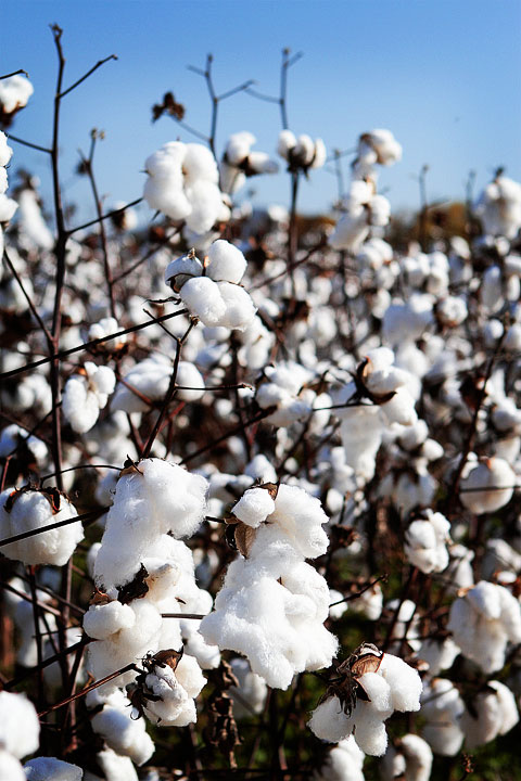 Alabama Cotton Fields Cotton Plant Picture