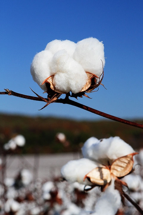 Alabama Cotton Fields Cotton Plant Photo