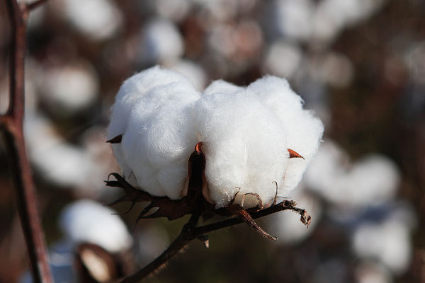 Alabama Cotton Fields Alabama Cotton Picture