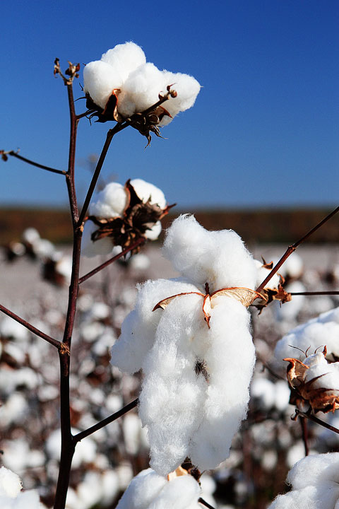 Alabama Cotton Fields Alabama Cotton Field Plant