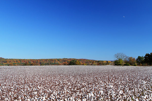 Alabama Cotton Fields Alabama Cotton Fields
