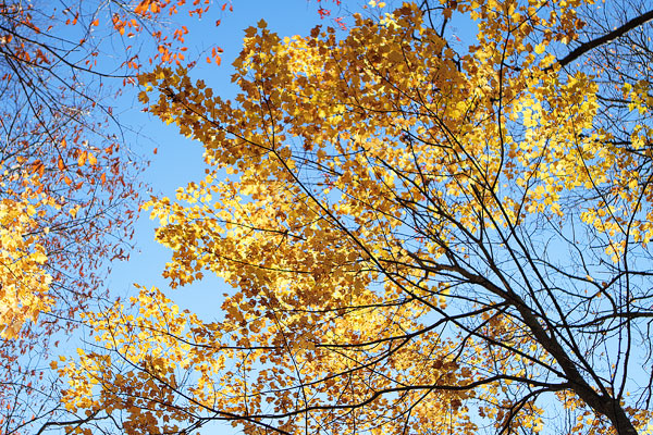 Blue Ridge, Georgia Fall Weekend Getaway. Hiking, Cabins & Waterfalls. Blue Ridge, Georgia Fall Weekend Getaway. Hiking, Cabins & Waterfalls.