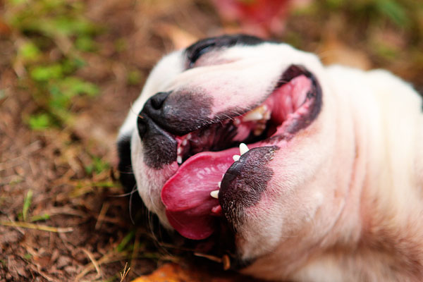 boston terrier slug boston terrier slug