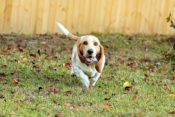 Louie the Lemon Basset Hound Puppy Louie the Lemon Basset Hound Puppy