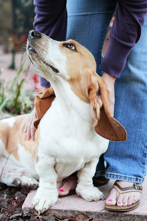 Louie the Lemon Basset Hound Puppy Louie the Lemon Basset Hound Puppy