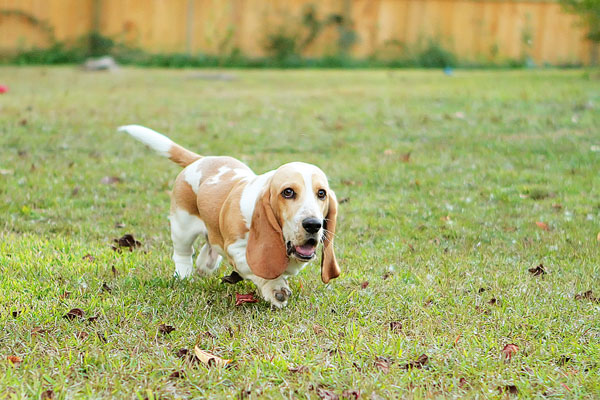 Louie the Lemon Basset Hound Puppy Louie the Lemon Basset Hound Puppy