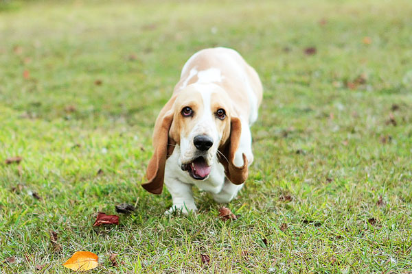 Louie the Lemon Basset Hound Puppy Louie the Lemon Basset Hound Puppy