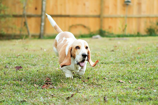 Louie the Lemon Basset Hound Puppy Louie the Lemon Basset Hound Puppy