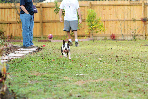Louie the Lemon Basset Hound Puppy Louie the Lemon Basset Hound Puppy
