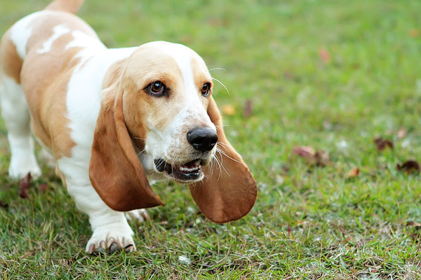 Louie the Lemon Basset Hound Puppy Louie the Lemon Basset Hound Puppy