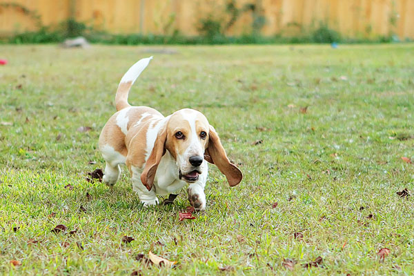 Louie the Lemon Basset Hound Puppy Louie the Lemon Basset Hound Puppy