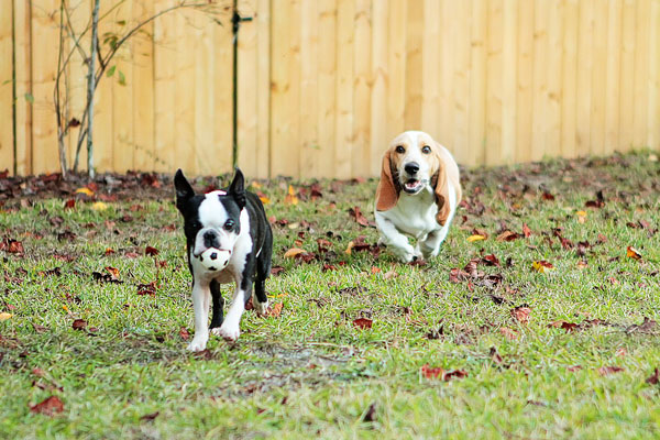 Louie the Lemon Basset Hound Puppy Louie the Lemon Basset Hound Puppy