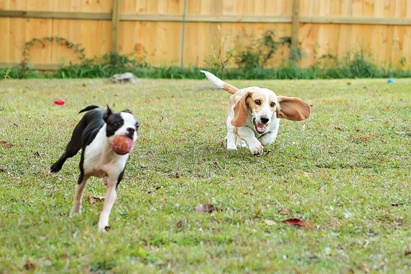 Louie the Lemon Basset Hound Puppy Louie the Lemon Basset Hound Puppy