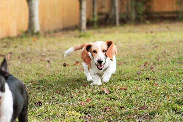 Louie the Lemon Basset Hound Puppy Louie the Lemon Basset Hound Puppy