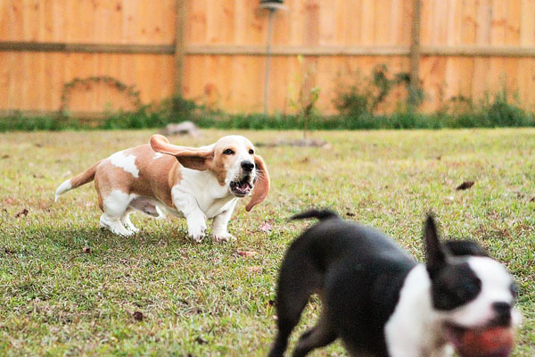 Louie the Lemon Basset Hound Puppy Louie the Lemon Basset Hound Puppy