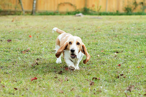Louie the Lemon Basset Hound Puppy Louie the Lemon Basset Hound Puppy
