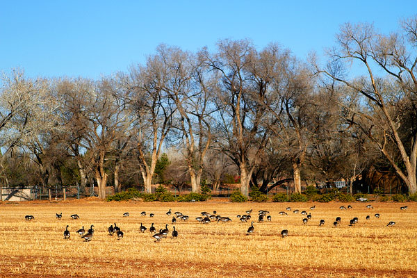 Los Poblanos Ranch | Albuquerque, New Mexico Los Poblanos Ranch | Albuquerque, New Mexico