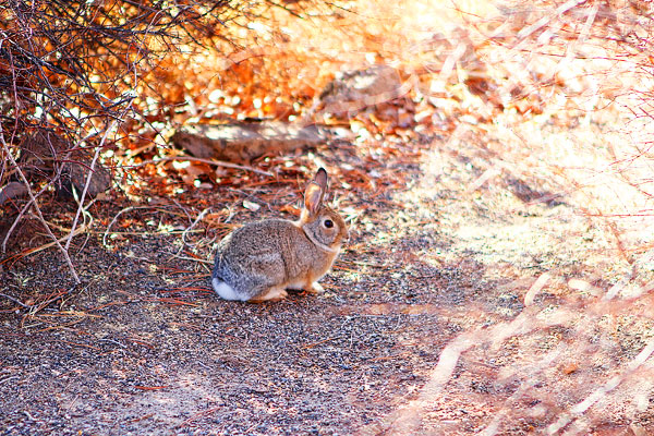 Los Poblanos Ranch | Albuquerque, New Mexico Los Poblanos Ranch | Albuquerque, New Mexico