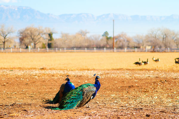 Los Poblanos Ranch | Albuquerque, New Mexico Los Poblanos Ranch | Albuquerque, New Mexico