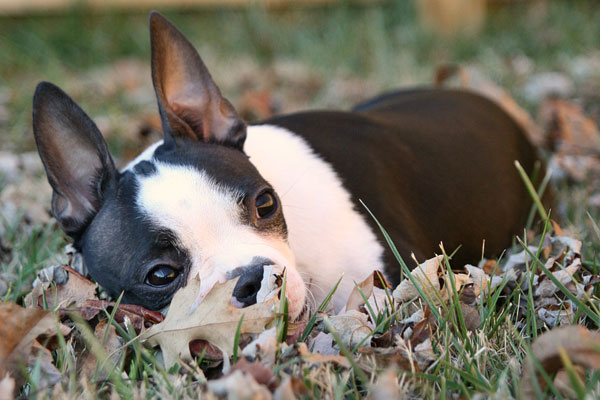 Boston Terrier Laying in the Grass Image of a Boston Terrier Laying in the Grass