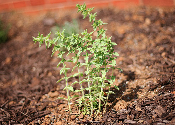 Garden Herb Image of a Garden Herb