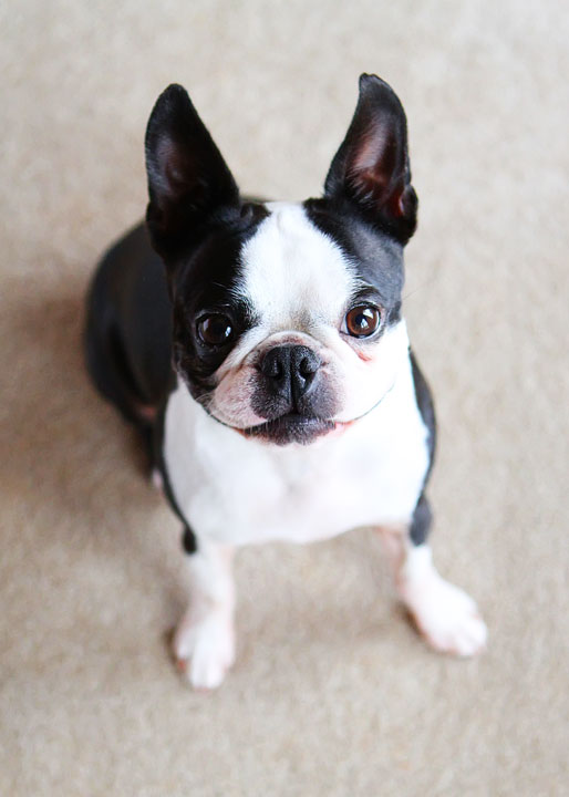 Easy Tricks to Teach Your Pet Easy Tricks to Teach Your Pet