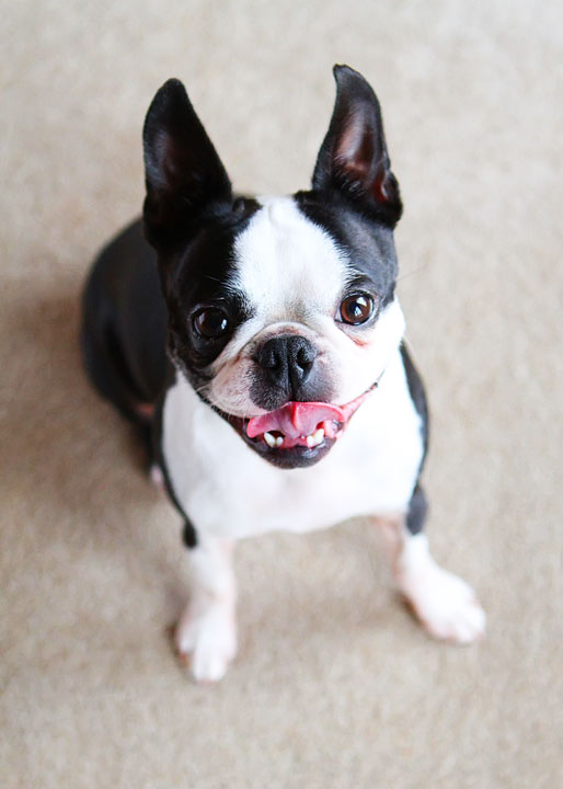 Easy Tricks to Teach Your Pet Easy Tricks to Teach Your Pet