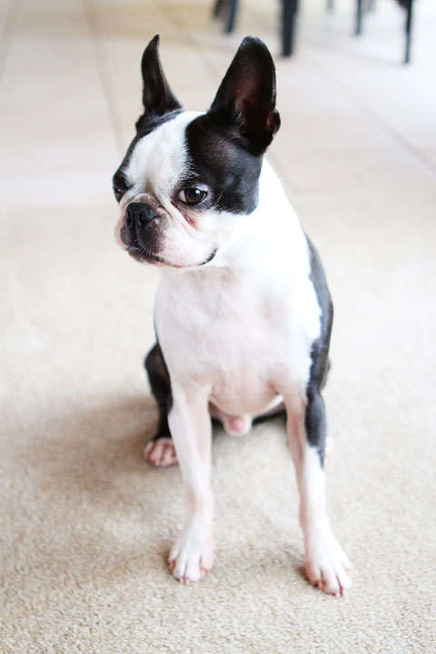 Easy Tricks to Teach Your Pet Easy Tricks to Teach Your Pet