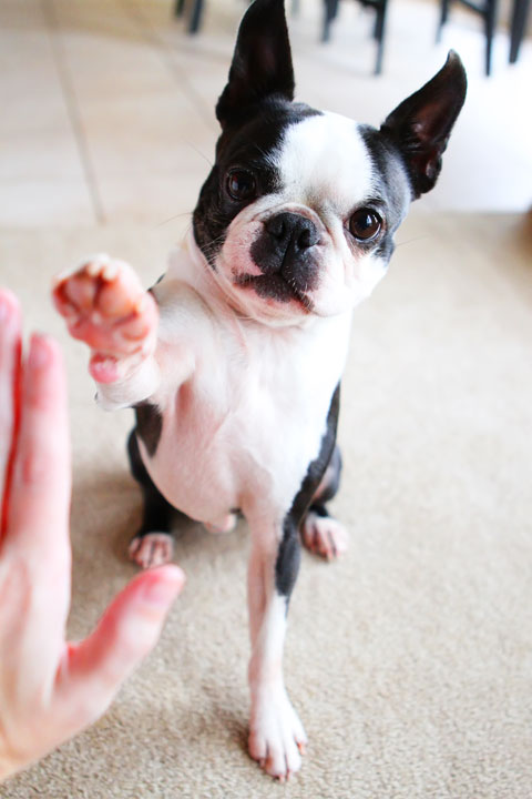 Easy Tricks to Teach Your Pet Easy Tricks to Teach Your Pet