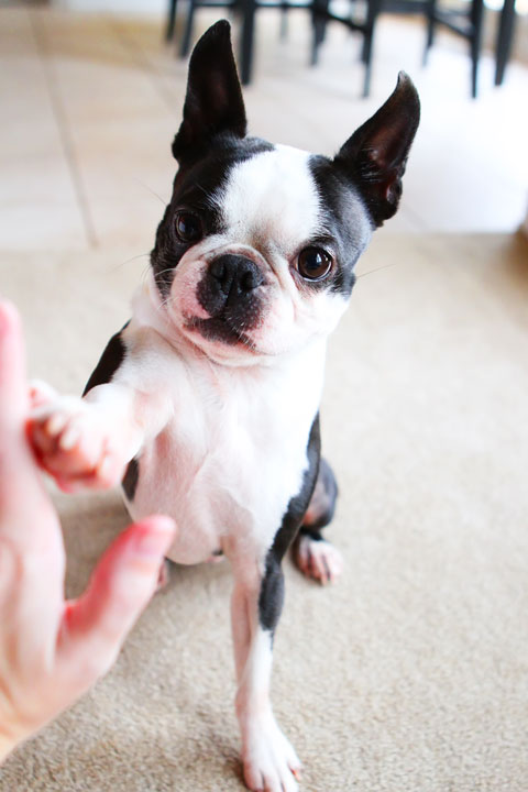 Easy Tricks to Teach Your Pet Easy Tricks to Teach Your Pet
