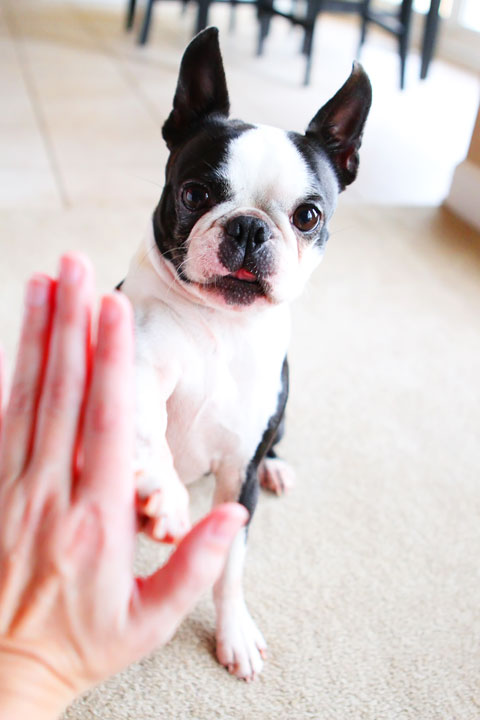 Easy Tricks to Teach Your Pet Easy Tricks to Teach Your Pet