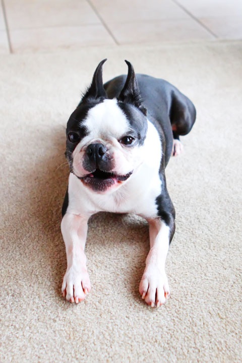 Easy Tricks to Teach Your Pet Easy Tricks to Teach Your Pet