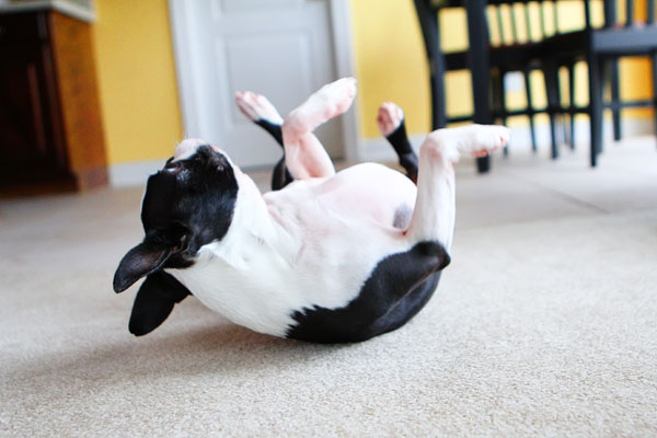 Easy Tricks to Teach Your Pet Easy Tricks to Teach Your Pet