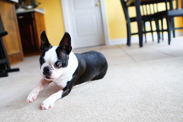 Easy Tricks to Teach Your Pet Easy Tricks to Teach Your Pet