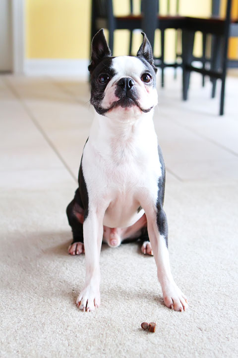 best-easy-tricks-to-teach-your-pet-221