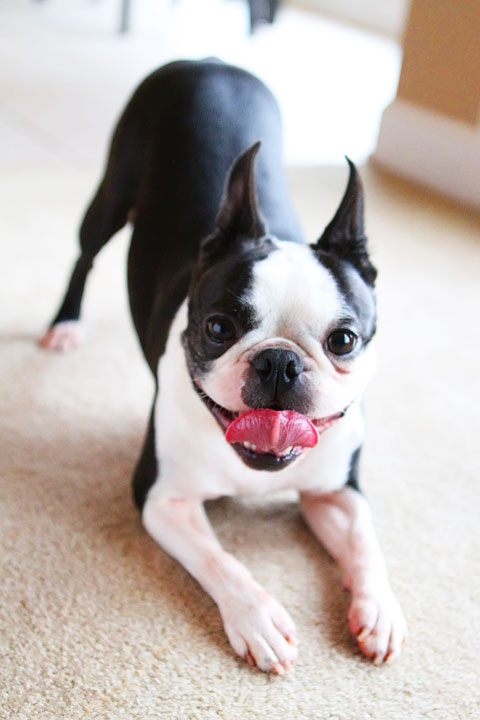 Easy Tricks to Teach Your Pet Easy Tricks to Teach Your Pet