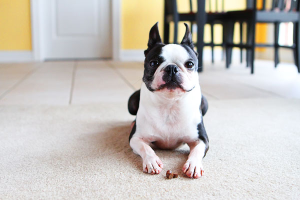 Easy Tricks to Teach Your Pet Easy Tricks to Teach Your Pet