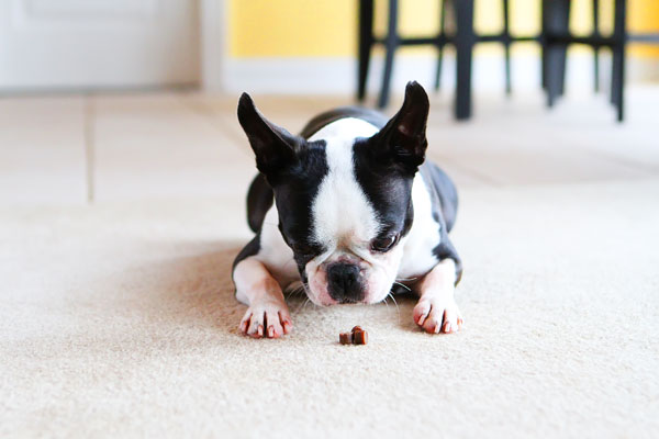 Easy Tricks to Teach Your Pet Easy Tricks to Teach Your Pet