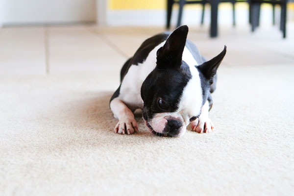 Easy Tricks to Teach Your Pet Easy Tricks to Teach Your Pet