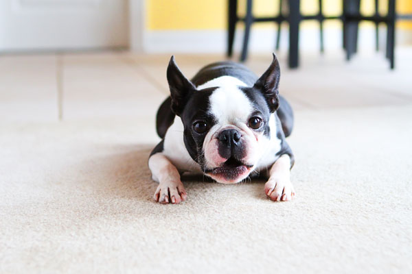 Easy Tricks to Teach Your Pet Easy Tricks to Teach Your Pet