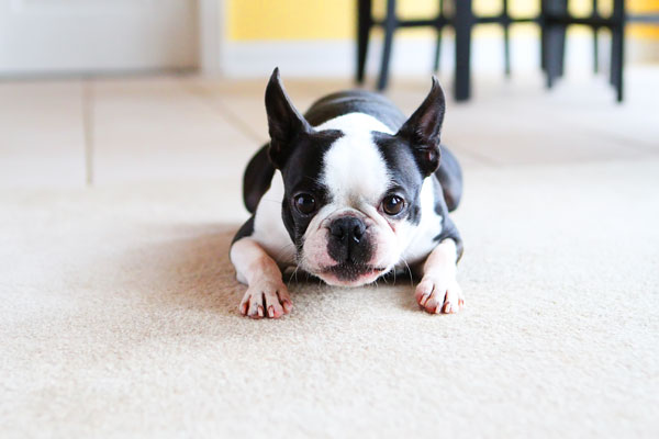 Easy Tricks to Teach Your Pet Easy Tricks to Teach Your Pet