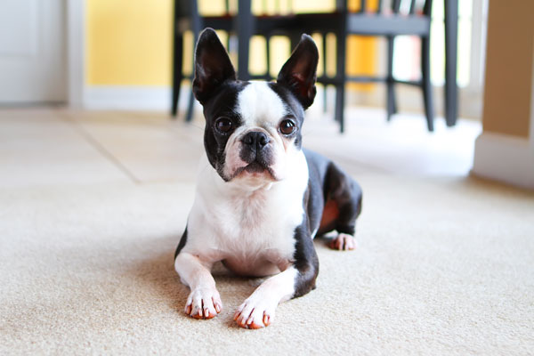 Easy Tricks to Teach Your Pet Easy Tricks to Teach Your Pet