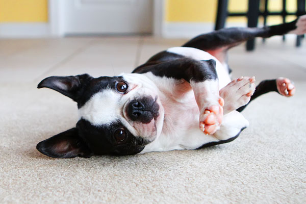 Easy Tricks to Teach Your Pet Easy Tricks to Teach Your Pet