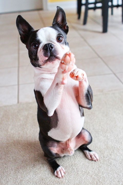 Easy Tricks to Teach Your Pet Easy Tricks to Teach Your Pet