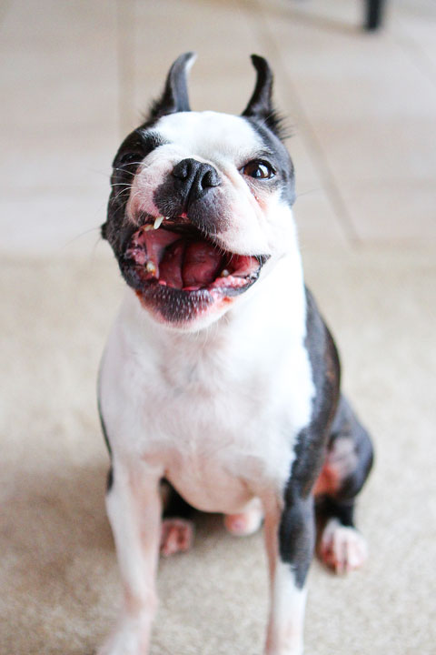 Easy Tricks to Teach Your Pet Easy Tricks to Teach Your Pet