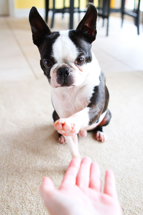 Easy Tricks to Teach Your Pet Easy Tricks to Teach Your Pet