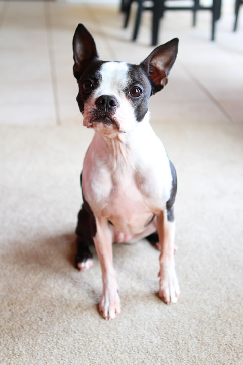 Easy Tricks to Teach Your Pet Easy Tricks to Teach Your Pet