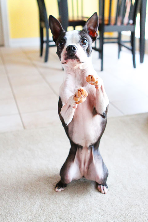 Easy Tricks to Teach Your Pet Easy Tricks to Teach Your Pet