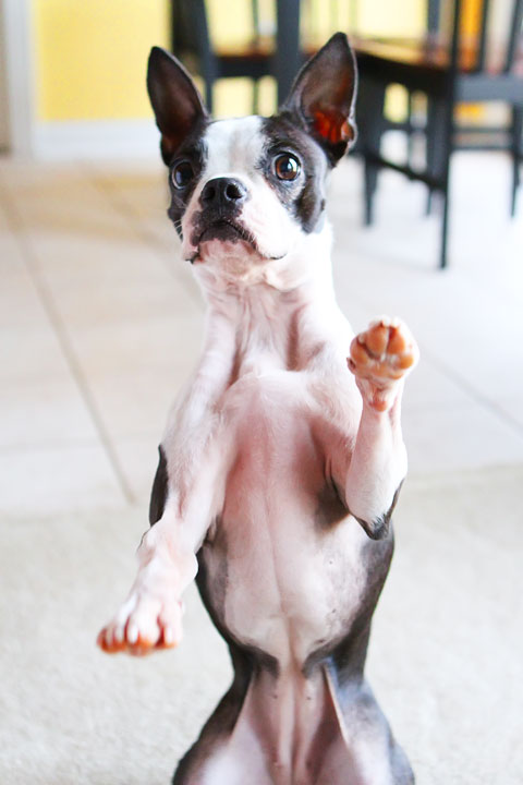 Easy Tricks to Teach Your Pet Easy Tricks to Teach Your Pet