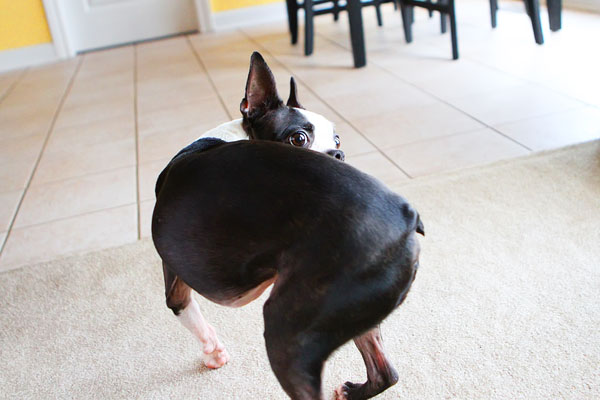 Easy Tricks to Teach Your Pet Easy Tricks to Teach Your Pet